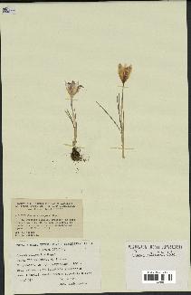 spécimen de Crocus reticulatus