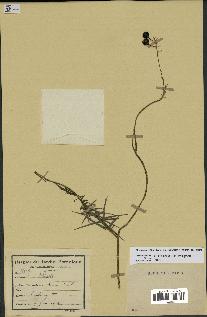 spécimen de Dracaena reflexa