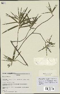 spécimen de Dracaena reflexa