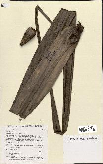 spécimen de Pandanus tectorius