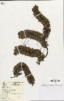 spécimen de Pandanus tectorius