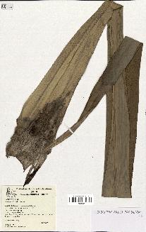 spécimen de Pandanus tectorius