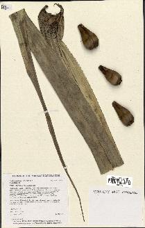 spécimen de Pandanus tectorius