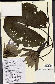 spécimen de Nymphaea stellata