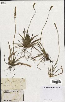 spécimen de Tofieldia calyculata