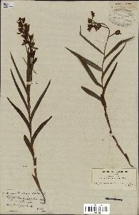 spécimen de Cephalanthera longifolia