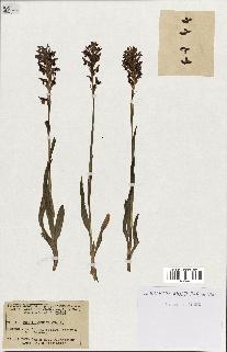 spécimen de Orchis coriophora