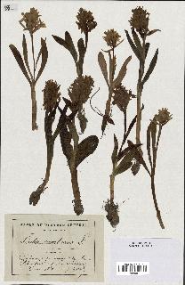 spécimen de Orchis sambucina