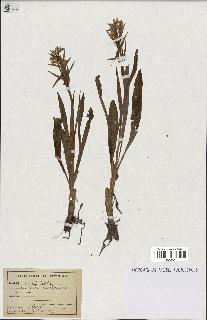 spécimen de Orchis sambucina
