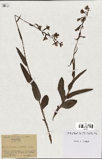 spécimen de Epipactis palustris