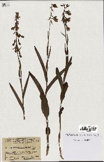 spécimen de Epipactis palustris
