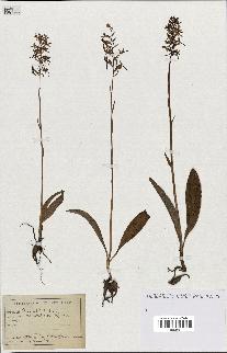 spécimen de Platanthera bifolia