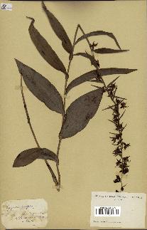 spécimen de Epipactis latifolia