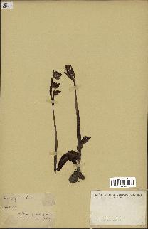 spécimen de Ophrys fusca