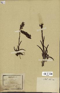 spécimen de Orchis coriophora