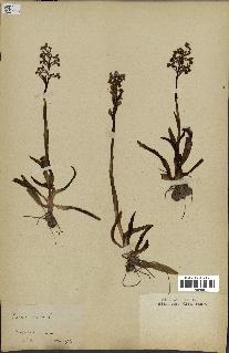 spécimen de Orchis morio