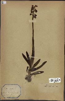 spécimen de Orchis morio