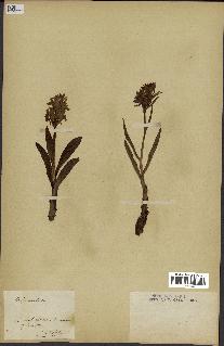 spécimen de Orchis sambucina