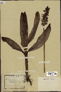 spécimen de Orchis purpurea