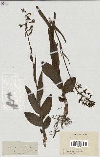 spécimen de Epipactis palustris