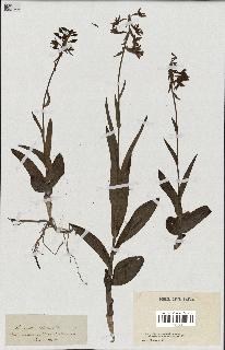 spécimen de Epipactis palustris