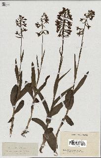 spécimen de Epipactis palustris