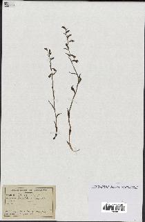 spécimen de Epipactis microphylla