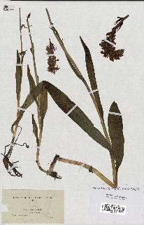 spécimen de Orchis latifolia