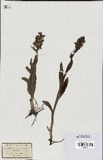 spécimen de Orchis latifolia