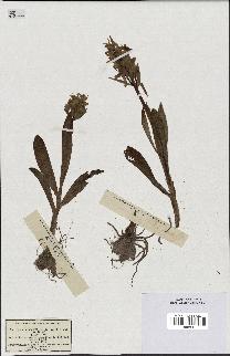 spécimen de Orchis sambucina