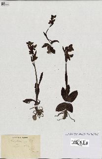 spécimen de Ophrys lutea