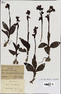 spécimen de Ophrys lutea
