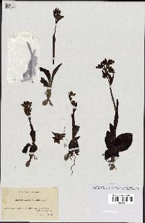 spécimen de Ophrys lutea
