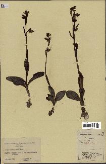 spécimen de Ophrys fusca