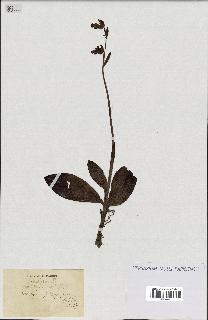 spécimen de Ophrys fusca