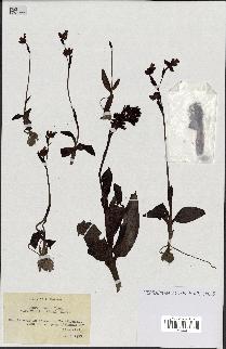 spécimen de Ophrys fusca