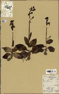 spécimen de Ophrys fusca