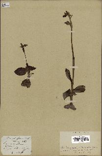 spécimen de Ophrys fusca