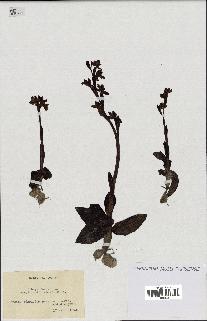 spécimen de Ophrys fusca