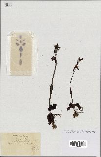 spécimen de Ophrys fusca
