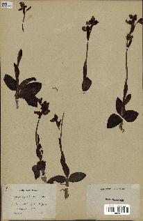 spécimen de Ophrys lutea