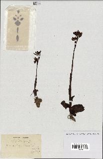 spécimen de Ophrys lutea