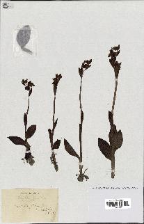 spécimen de Ophrys lutea