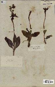 spécimen de Ophrys lutea
