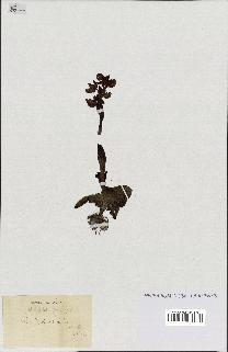spécimen de Ophrys lutea
