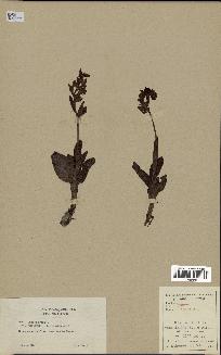spécimen de Ophrys lutea