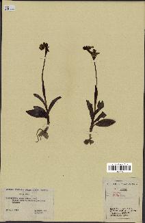 spécimen de Ophrys lutea