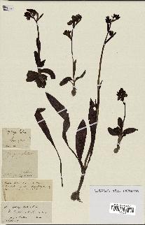 spécimen de Ophrys lutea