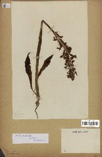 spécimen de Orchis mascula