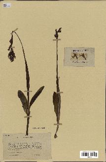 spécimen de Orchis militaris